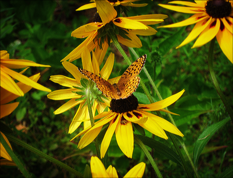 Adirondack Butterflies:  Atlantis Fritillary (19 July 2012)