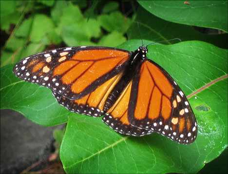 Adirondack Butterflies:  Monarch Butterfly (18 July 2012)