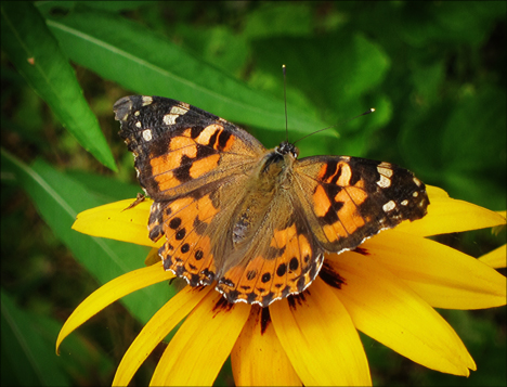 Adirondack Butterflies:  Painted Lady (18 July 2012)