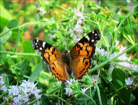 Adirondack Butterflies:  American Lady (4 August 2012)