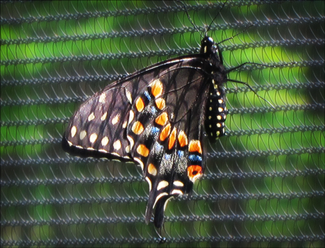 Adirondack Butterflies:  Black Swallowtail (4 August 2012)