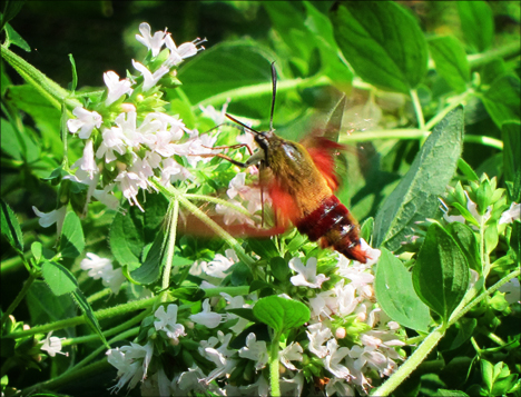 Adirondack Moths:  Hummingbird Moth (4 August 2012)