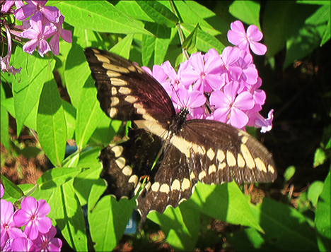 Adirondack Butterflies:  Giant Swallowtail (4 August 2012)