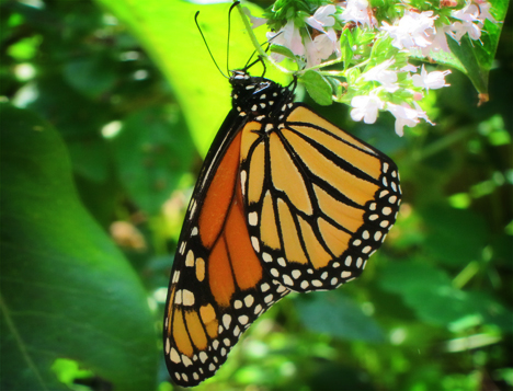 Adirondack Butterflies:  Monarch Butterfly (25 August 2012)