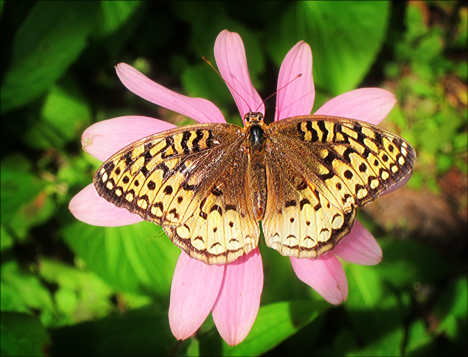 Adirondack Butterflies:  Great Spangled Fritillary (25 August 2012)