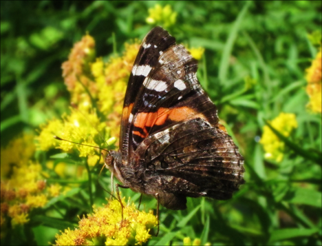 Adirondack Butterflies:  Red Admiral Butterfly (25 August 2012)