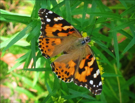 Adirondack Butterflies:  Painted Lady (25 August 2012)