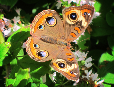 Common Buckeye Butterfly -- Unusual this far north (25 August 2012)