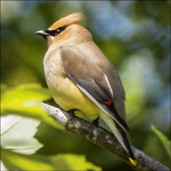 Birds of the Adirondack Mountains: Cedar Waxwing at the Paul Smiths VIC (17 June 2015)