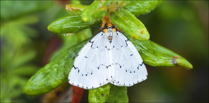 Moths of the Adirondacks: Chain-dotted Geometer on Barnum Bog (14 September 2013)