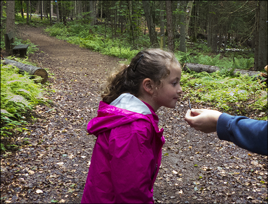 Little Bobcats:  Summer Sensory Exploration