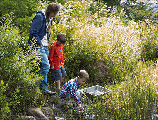 Little Bobcats:  Marsh Muck