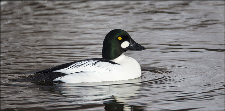 Birds of the Champlain Valley: Common Goldeneye on Lake Champlain (16 January 2011).  Photo by Larry Master.  Used by permission
