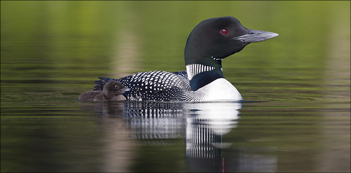 Boreal Birds of the Adirondacks:  Common Loon. Photo by Larry Master. www.masterimages.org  Used by permission.