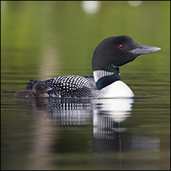 Boreal Birds of the Adirondacks: Common Loon.  Photo by Larry Master. www.masterimages.org