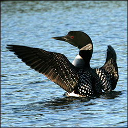 Boreal Birds of the Adirondacks:  Common Loon. Photo by Nina Schoch  Used by permission.