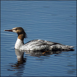 Common Merganser on Barnum Brook at the Paul Smiths VIC (31 May 2013)