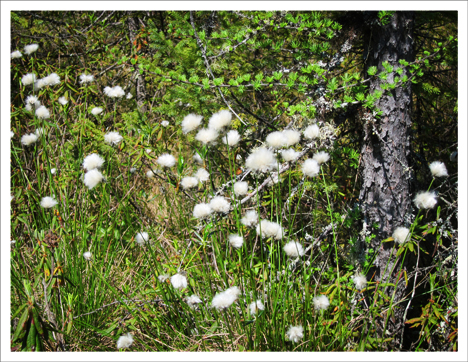 Adirondack Wildflowers:  Cotton Grass in Bloom in the Barnum Bog (26 May 2012)