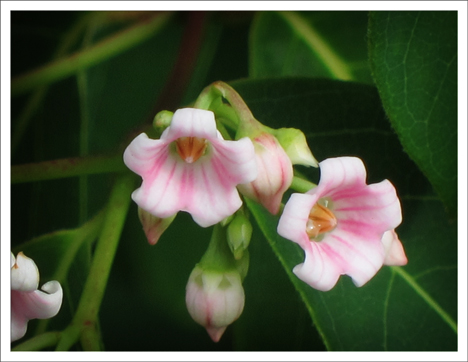Adirondack Wildflowers:  Spreading Dogbane at the Paul Smiths VIC (23 June 2012)