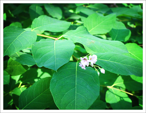 Adirondack Wildflowers:  Spreading Dogbane at the Paul Smiths VIC (5 July 2011)