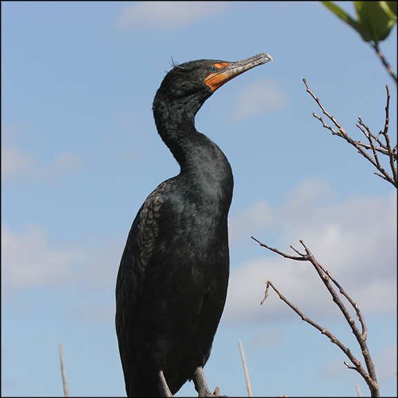Birds of the Champlain Valley: Double-creasted Cormorant.  Photo by Larry Master. www.masterimages.org Used by permission.