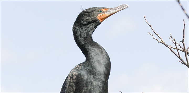 Birds of the Adirondacks:  Double-crested Cormorant. Photo by Larry Master. www.masterimages.org  Used by permission.