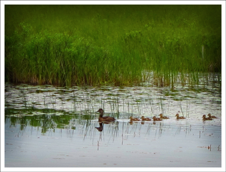 Birds of the Adirondacks:  Ducks on Heron Marsh