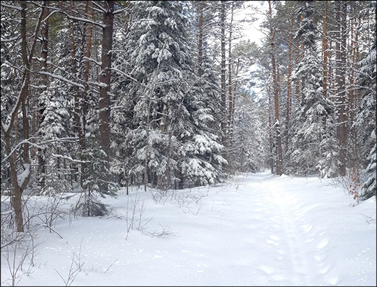 Adirondack Ski Trails: Easy Street Trail in winter.  Photo by Sandra Hildreth. Used by permission