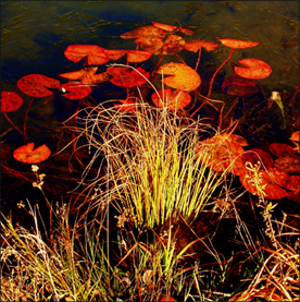 Eleanor Sweeney: Lily Pads and Grass