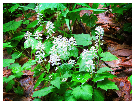 running foam flower Tiarella cordifolia var. cordifolia from New England  Wild Flower Society