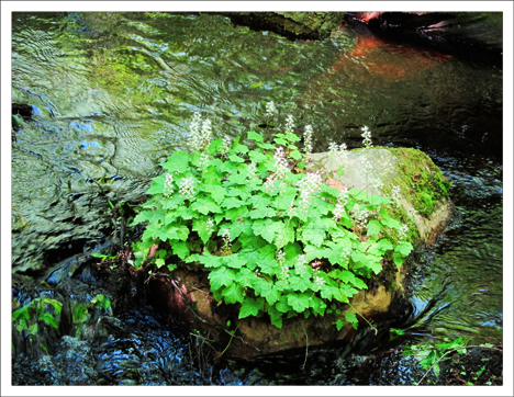 Adirondack Wildflowers:  Foamflower  blooming on a rock in Barnum Brook (3 June 2011)