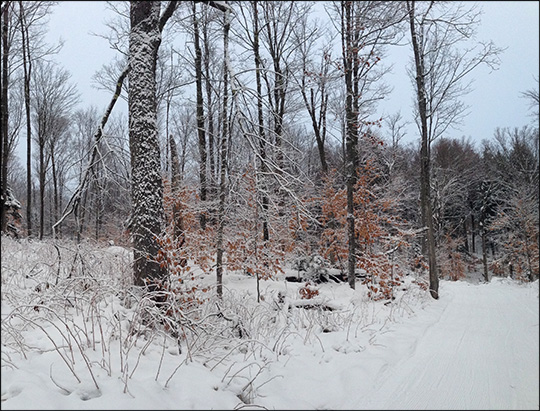 Adirondack Ski Trail: Fox Run Trail in Winter.  Photo by Sandra Hildreth.  Used by permission.