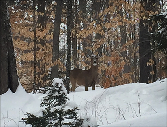 Adirondack Wildlife: White-tailed Deer on the Fox Run Trail. Photo by Sandra Hildreth. Used by permission.