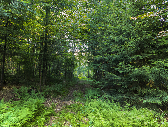 North end of the Fox Run Trail (21 August 2013)