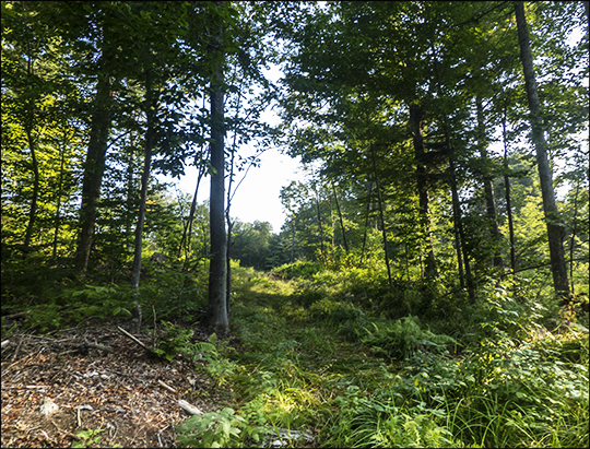 Recently logged area on the south end of the Fox Run Trail (21 August 2013)