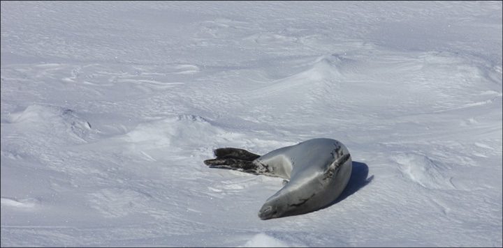 Glenn Clark: Crabeater Seal sunning himself as the ship passes