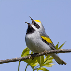 Birds of the Adirondacks:  Golden-winged Warbler.  Photo by Larry Master. www.masterimages.org