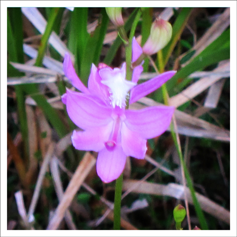Adirondack Wildflowers:  Grass Pink Orchid blooming on Barnum Bog on the Boreal Life Trail at the Paul Smiths VIC