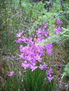 Adirondack Wildflowers:  Grass Pinks growing in Barnum Bog along the Boreal Life Trail at the Paul Smiths VIC