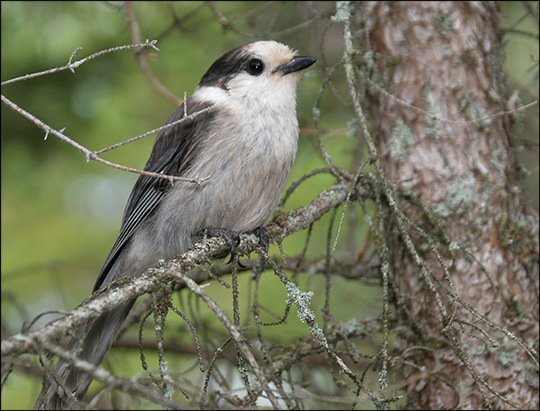 Boreal Birds of the Adirondacks: Gray Jay. Bloomingdale Bog. Photo by Larry Master. www.masterimages.org