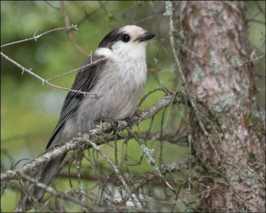 Boreal Birds of the Adirondacks:  Gray Jay. Bloomingdale Bog. Photo by Larry Master. www.masterimages.org
