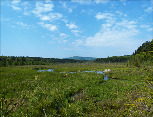 Adirondack Wetlands:  Saint Regis Mountain and Heron Marsh (1 June 2013)