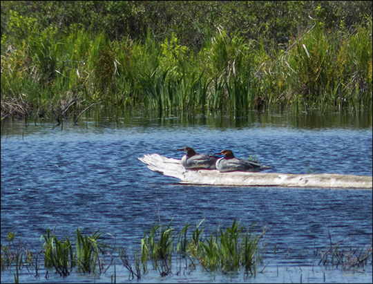 Birds of the Adirondacks:  Common Merganser on Heron Marsh (1 June 2013)