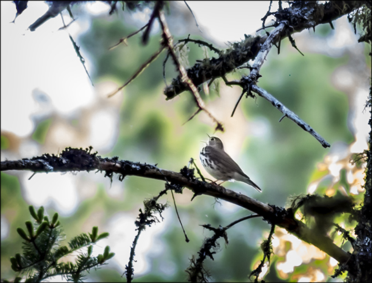 Birds of the Adirondacks: Ovenbird singing near the VIC parking lot (1 June 2013)