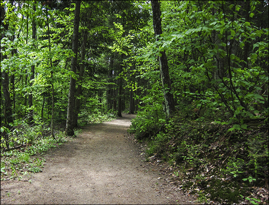 Adirondack Habitats: Mixed forest on the Barnum Brook Trail (1 June 2013)