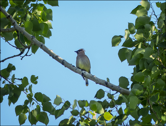 Birds of the Adirondacks:  Cedar Waxwing near the VIC parking lot (1 June 2013)