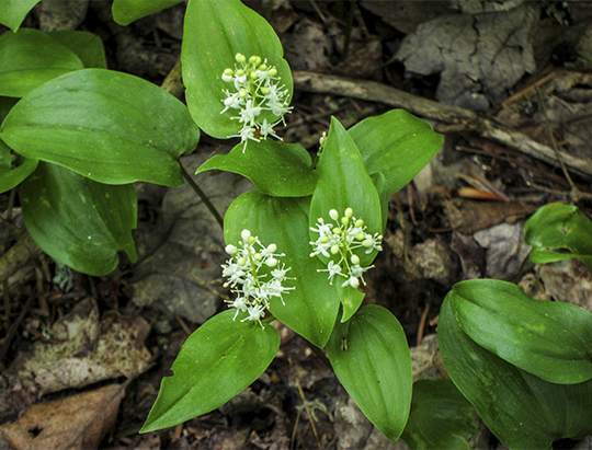 Adirondack Wildflowers: Canada Mayflower on the Barnum Brook Trail (1 June 2013)