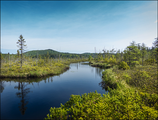 Adirondack Wetlands:  Barnum Brook and Barnum Bog (1 June 2013)