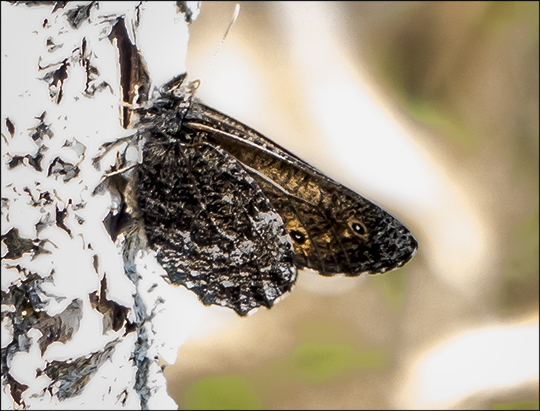 Butterflies of the Adirondacks:  Arctic Jutta on Barnum Bog (1 June 2013)