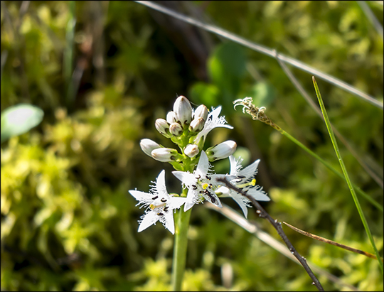 Adirondack Wildflowers: Buckbean on Barnum Bog (1 June 2013)